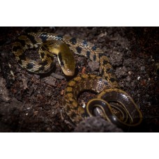 Orthriophis taeniurus - Elaphe taeniura - Bella serpiente rata